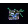 Seriatopora caliendrum bi-color S