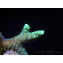 Seriatopora caliendrum bi-color S