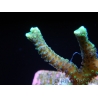 Seriatopora caliendrum bi-color S