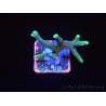 Seriatopora caliendrum bi-color S