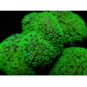 Stylophora Rose polypes vert fluo taille s