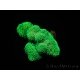 Stylophora Pistillata Green fluo S
