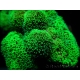Stylophora Pistillata Green fluo S