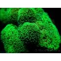 Stylophora Pistillata Green fluo S