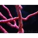 Diodogorgia nodulifera Doigt Rouge Caraibes