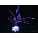 Pseudopterogorgia elizabethii Violette froufrous Caraibes