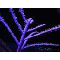 Pseudopterogorgia elizabethii Violette froufrous Caraibes