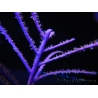 Pseudopterogorgia elizabethii Violette froufrous Caraibes