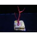 Diodogorgia nodulifera Doigt Rouge Caraibes