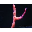 Diodogorgia nodulifera Doigt Rouge Caraibes