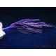 Pseudopterogorgia spp Violette Willow/Ribbon Caraibes