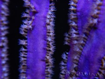 Pseudopterogorgia S spp Violette Willow/Ribbon Caraibes