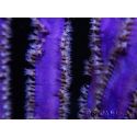 Pseudopterogorgia S spp Violette Willow/Ribbon Caraibes