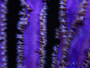 Pseudopterogorgia S spp Violette Willow/Ribbon Caraibes