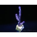 Pseudopterogorgia S spp Violette Willow/Ribbon Caraibes