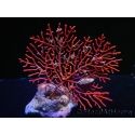 Gorgone symbiotique orange XL