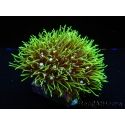 Pachyclavularia viridis pointes vertes fluo S