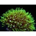 Pachyclavularia viridis pointes vertes fluo S