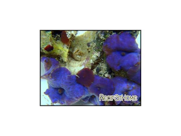 Discosoma coeruleus