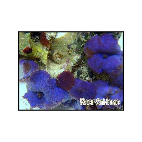 Discosoma coeruleus