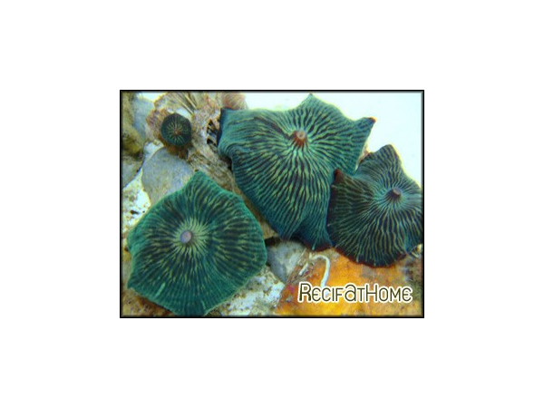 Discosoma striata