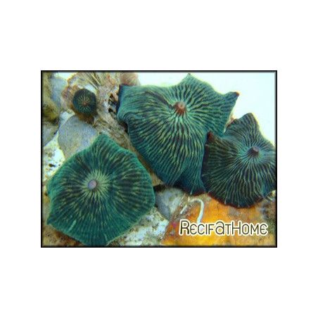 Discosoma striata