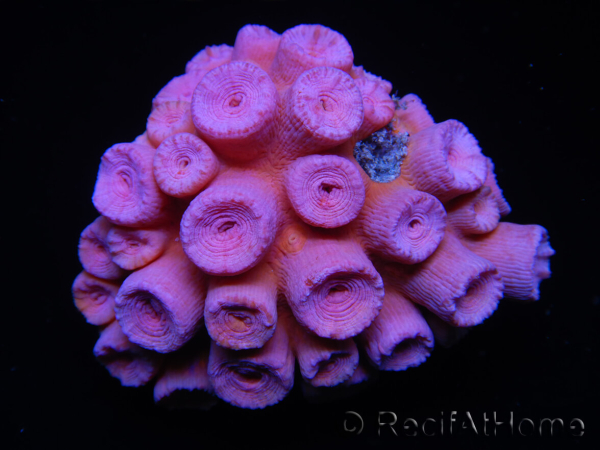 WYSIWYG Tubastrea ROUGE 1 (3.5 cm)