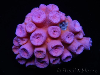 WYSIWYG Tubastrea ROUGE 1 (3.5 cm)