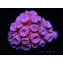 WYSIWYG Tubastrea ROUGE 1 (3.5 cm)