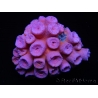 WYSIWYG Tubastrea ROUGE 1 (3.5 cm)