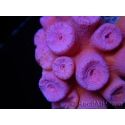 WYSIWYG Tubastrea ROUGE 1 (3.5 cm)