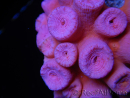 WYSIWYG Tubastrea ROUGE 1 (3.5 cm)