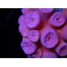 WYSIWYG Tubastrea ROUGE 1 (3.5 cm)