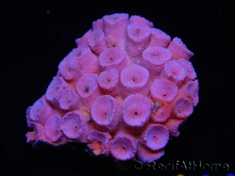 WYSIWYG Tubastrea ROUGE 2