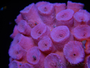 WYSIWYG Tubastrea ROUGE 2