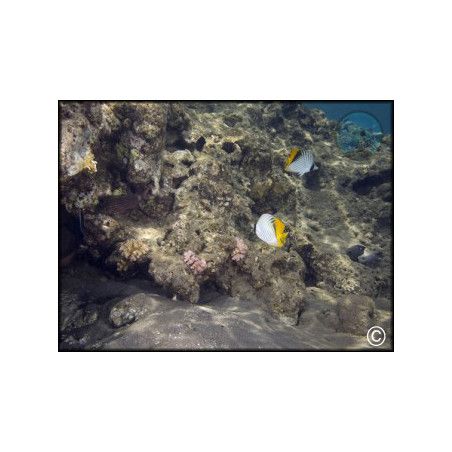 Chaetodon vagabundus