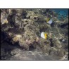 Chaetodon vagabundus