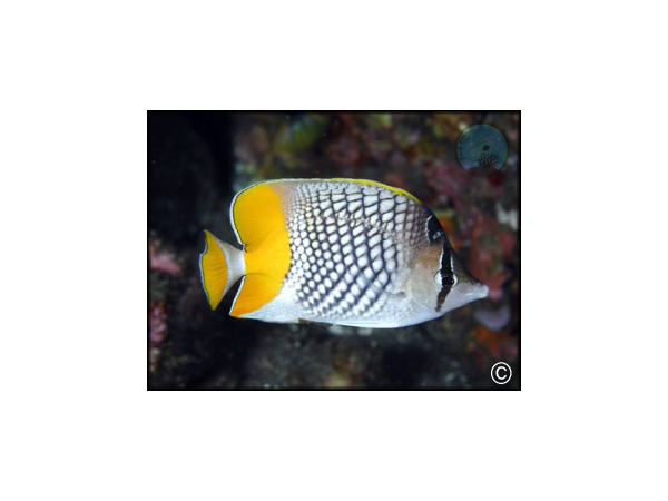 Chaetodon xanthurus