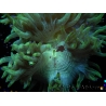 WYSIWYG Catalaphyllia jardinei  14 (7 cm)