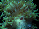 WYSIWYG Catalaphyllia jardinei  14 (7 cm)