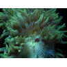 WYSIWYG Catalaphyllia jardinei  14 (7 cm)