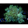 WYSIWYG Catalaphyllia jardinei  14 (7 cm)