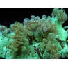 WYSIWYG Catalaphyllia jardinei 15 (4.5 cm)