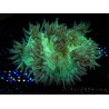 WYSIWYG Catalaphyllia jardinei Gold Tips 17 (8 cm)
