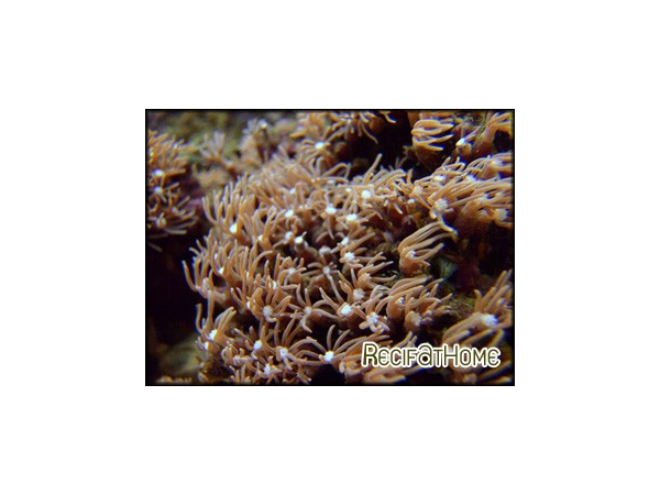 Pachyclavularia violacea