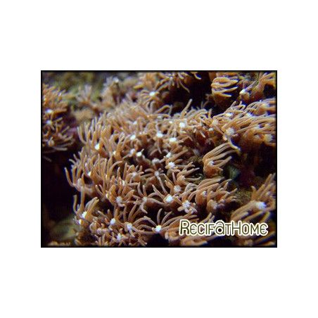 Pachyclavularia violacea