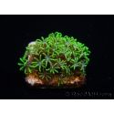 WYSIWYG Pachyclavularia  fluo 1 XS (1.5 cm)