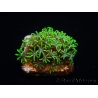 WYSIWYG Pachyclavularia  fluo 1 XS (1.5 cm)