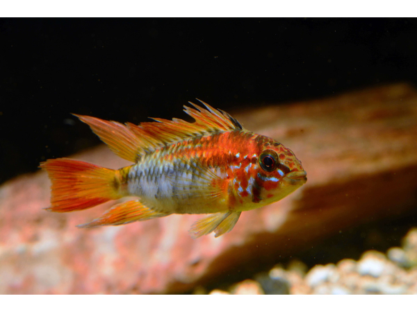Apistogramma viejita