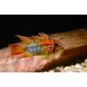 Apistogramma viejita